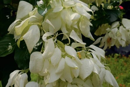 Dense clusters of white Mussaenda flowers hang against deep green leaves. The delicate, papery white sepals surround tiny yellow blossoms, creating a beautiful contrast with the dark green foliage. Located in Thonikadavu, Kozhikode, Kerala.
