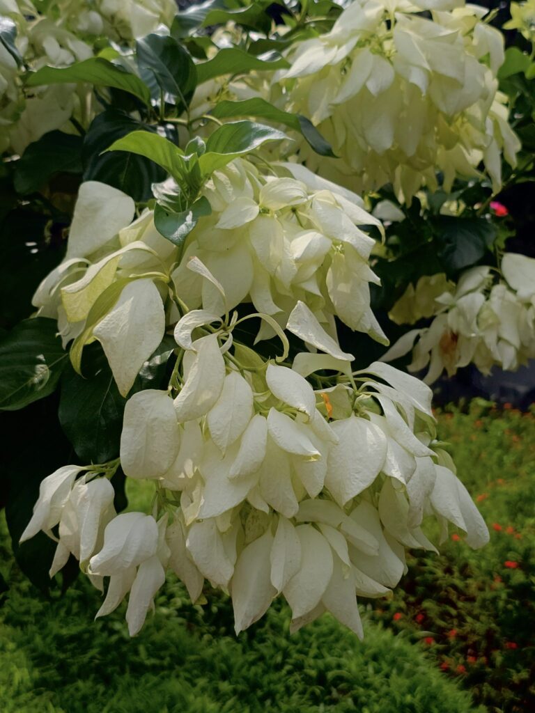 Dense clusters of white Mussaenda flowers hang against deep green leaves. The delicate, papery white sepals surround tiny yellow blossoms, creating a beautiful contrast with the dark green foliage. Located in Thonikadavu, Kozhikode, Kerala.