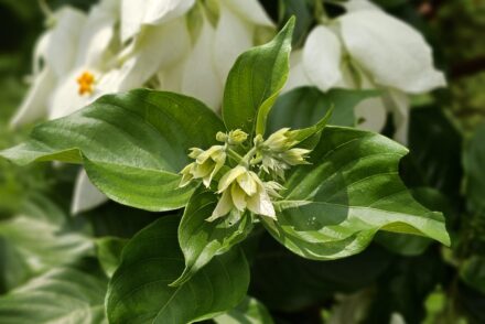 A close-up of a White Mussaenda bush with pale buds and deep green leaves. Small, star-shaped light orange flowers contrast beautifully with the large white sepals in the background.