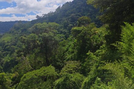 Dense green forest covering mountain slopes under a blue sky with white clouds