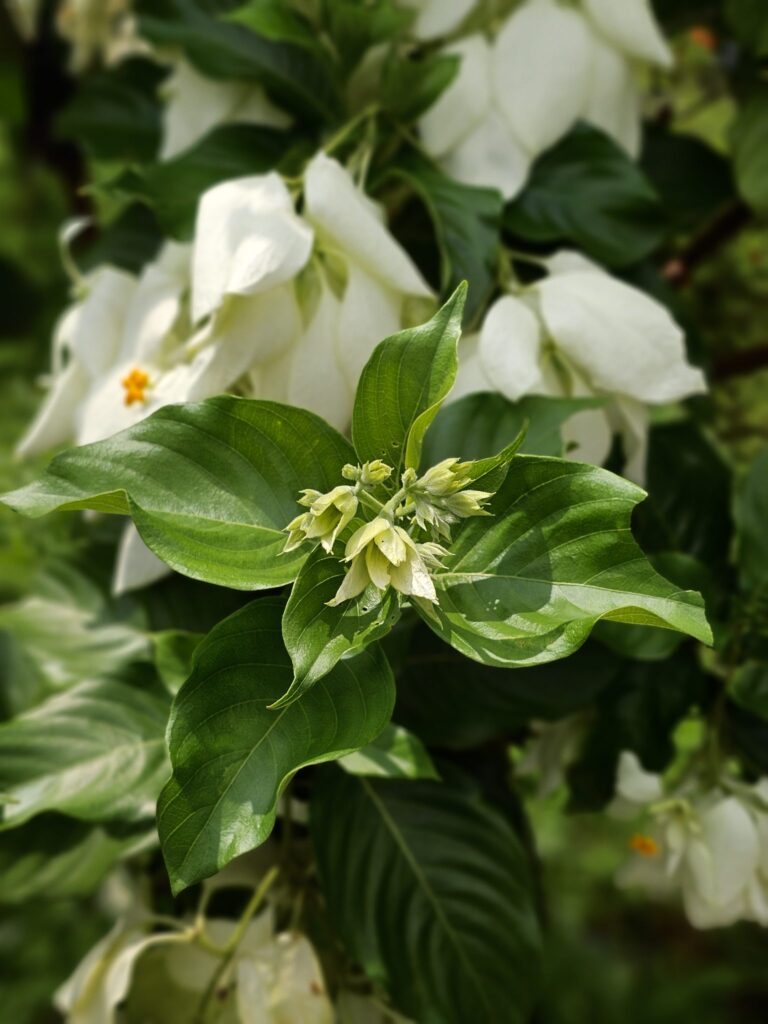 A close-up of a White Mussaenda bush with pale buds and deep green leaves. Small, star-shaped light orange flowers contrast beautifully with the large white sepals in the background.