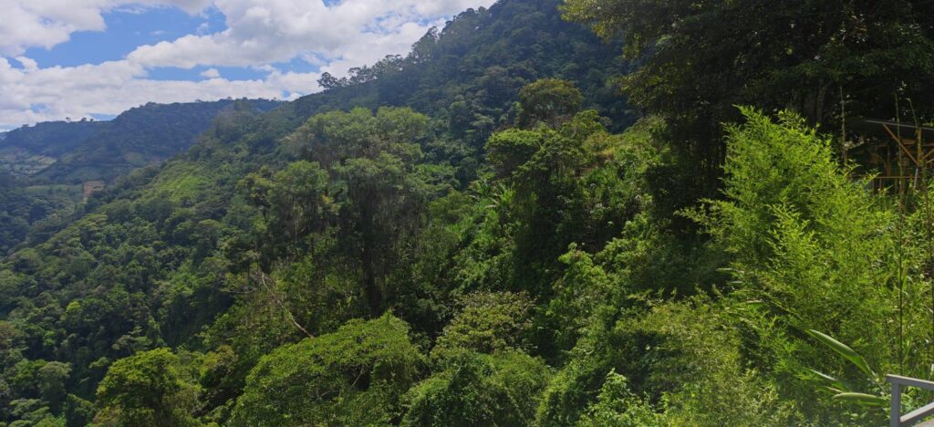 Dense green forest covering mountain slopes under a blue sky with white clouds