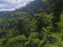 Dense green forest covering mountain slopes under a blue sky with white clouds
