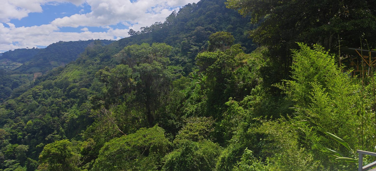 Dense green forest covering mountain slopes under a blue sky with white clouds