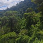 Dense green forest covering mountain slopes under a blue sky with white clouds